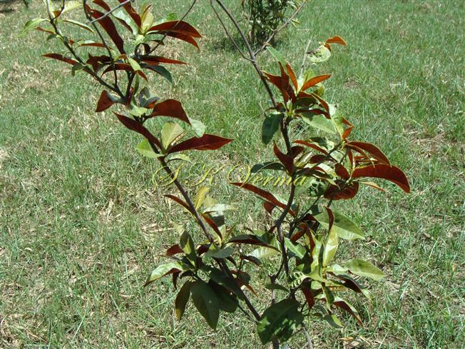  Plant